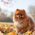 犬が「秋」と「冬」…