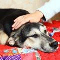 急な発作を伴う犬の…