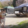 キャンプは柴犬も楽…