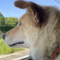車で犬とドライブ中…