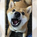 「ムキ―！」となっち…