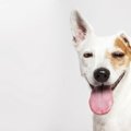 犬が『好きな音』に…