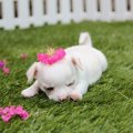 チワワの飼育にケー…