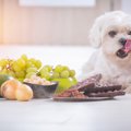 犬に与えても大丈夫…