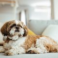 『小型犬は散歩をし…