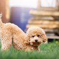 犬の飼い主がしがち…