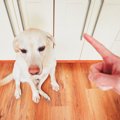 犬を叱るときに絶対…