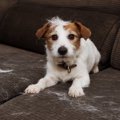 犬の抜け毛がひどい…