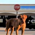 人を信じない成犬を…