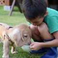 子犬が起こしがちな…