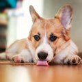 犬が『家の床を舐め…