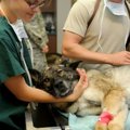 犬の巨大食道症って…