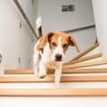 犬にとって階段が危…