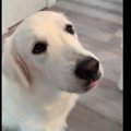こんなに長いの？ス…