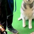 『訓練所に預けた大…