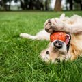 犬が飼い主に『遊ぼ…