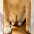 「顔は写っておりま…