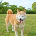 犬の動物病院嫌いを…