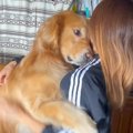 大型犬とハグした結…