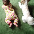犬と赤ちゃんの同居…