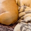 風邪気味の中、犬た…