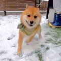 雪が降った日、生ま…