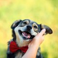 犬が人に顔をこすり…