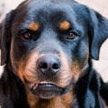 犬がわがままになる…