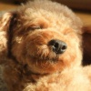 一人暮らしで犬を飼…