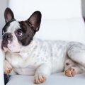 犬は『テレビ』を認…