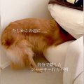 犬がおやつを隠した…