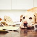 愛犬が留守番中にイ…
