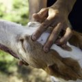 犬や人がダニに噛ま…