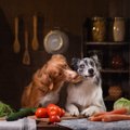 犬は食物繊維を摂取…