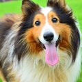 保護犬を家族に迎え…