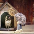 『犬用ハウス』を選…