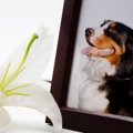 亡くなった犬の『供…