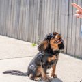 犬のしつけは教え方…