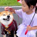 犬が『雨の日の散歩…