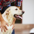 触って分かる『犬の…