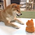 柴犬に『真似するお…