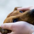 犬が飼い主との別れ…