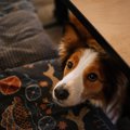 犬がテーブルの下で…
