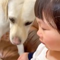 2歳の女の子が『大型…