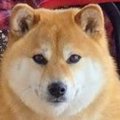 犬をシャンプーした…