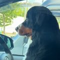 車で飼い主を待つ超…