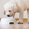 子犬が吐いてしまう…