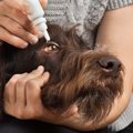 犬が目薬を嫌がる心…