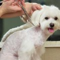 犬を「丸刈り」にす…