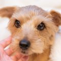 犬が嫌がる『触り方…